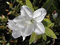 Rhododendron Liliiflorum (fam. Ericacees) (Chine) (06) (Photo F. Mrugala)